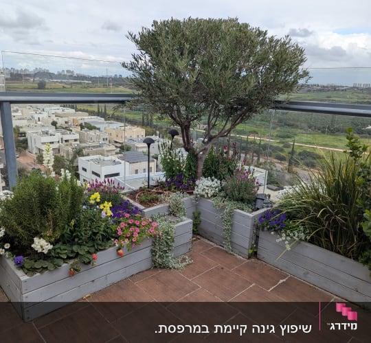 עציצים עם פרחים ועץ על מרפסת עם נוף עירוני